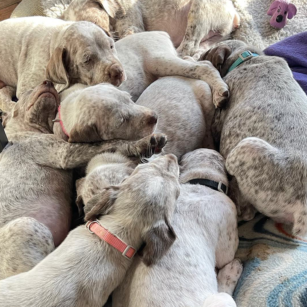 liver french pointer puppies for sale