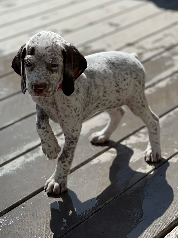 gundog breeders south dakota