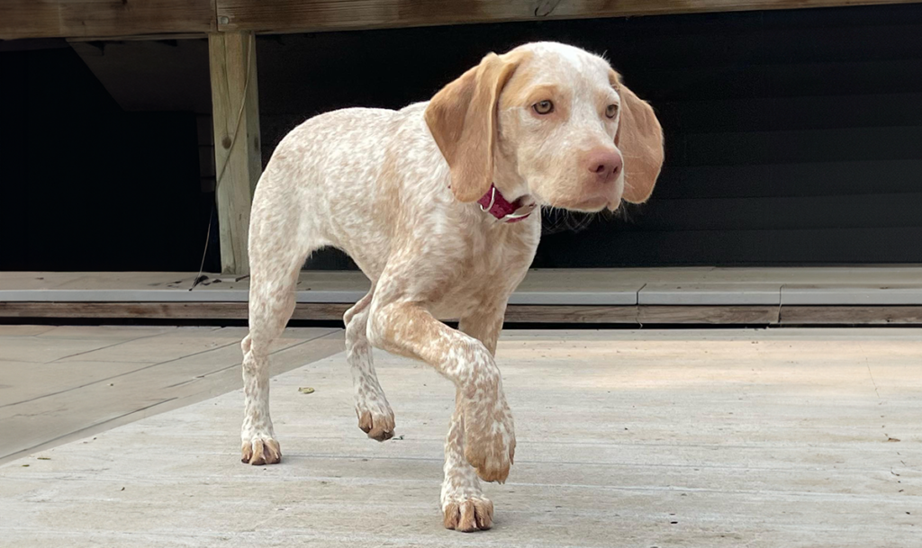 Braque Du Bourbonnais puppies for sale alaska French Pointer Alaska