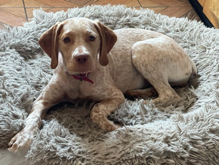 image of a french pointer Braque du Bourbonnais puppy for sale in Arkansas