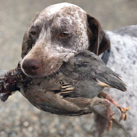Hunting dogs that actually hunt, gundog puppies for sale from South Dakota, Oregon, all over.