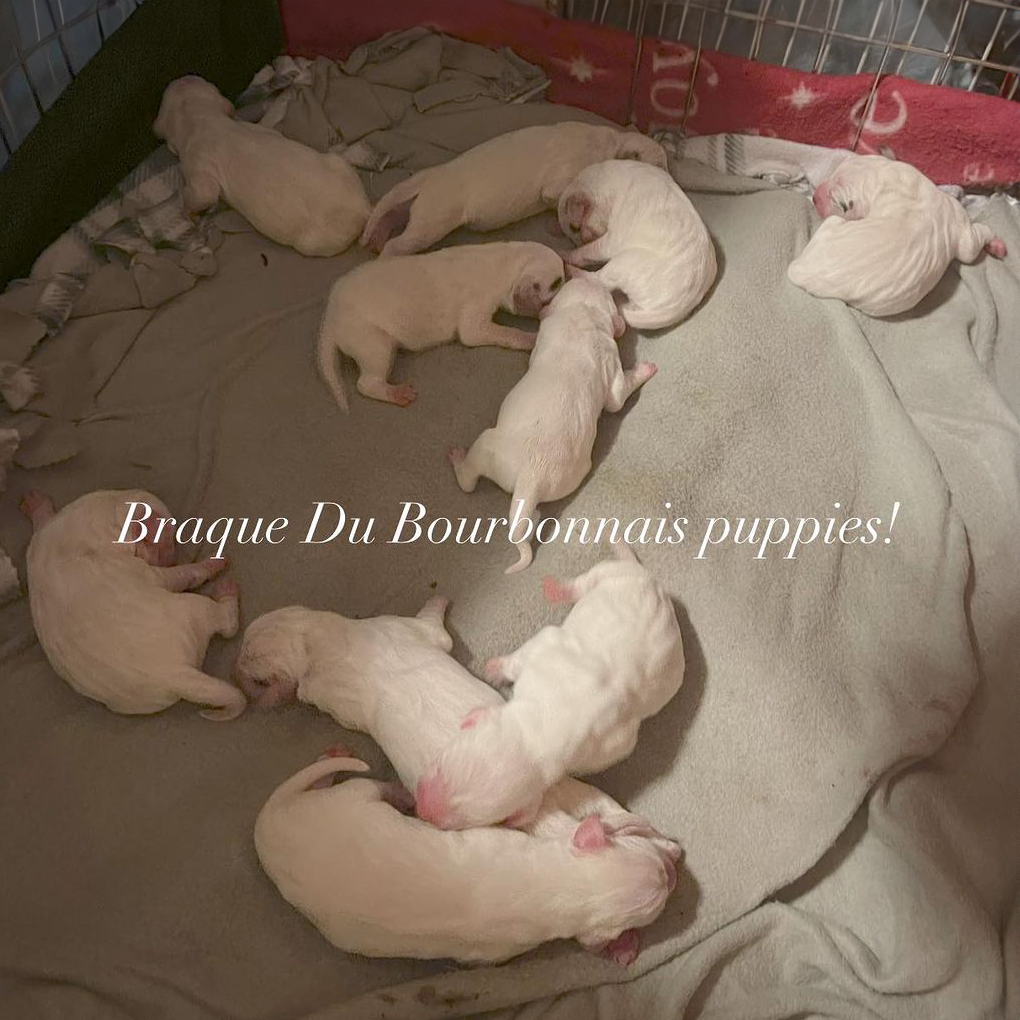 Sioux Ridge Pointers Braque Du Bourbonnais Pointer puppies in a puppy pile. Puppies are for sale.