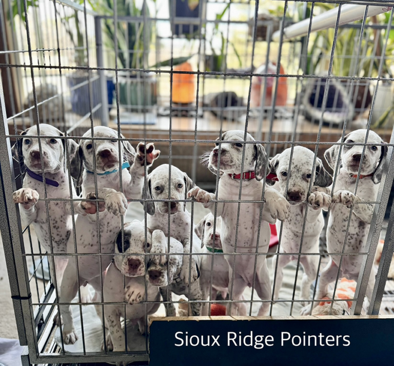 brague du bourbonnais french pointer puppies for sale new orleans