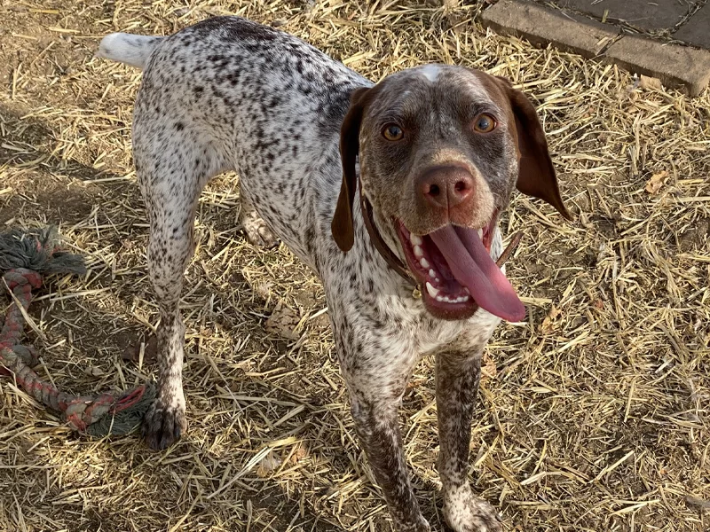 hunting dog breeder near me