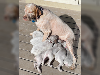 Braque du Bourbonnais puppies for sale breeders