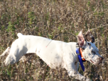 Braque du Bourbonnais puppies for sale