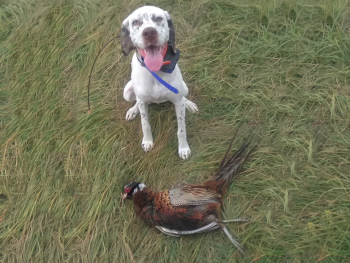birddogs for sale navhda