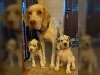 fawn ticked french pointer puppies for sale