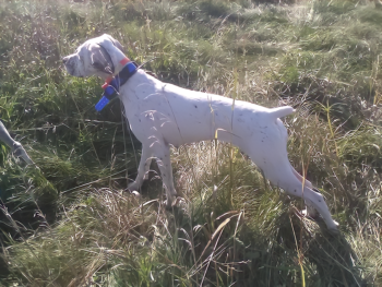 for sale Bourbonnais Pointer