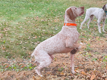 french pointer breeders near me