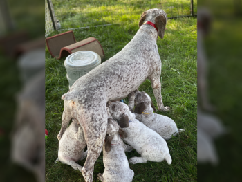 hunting dogs for sale near me navhda