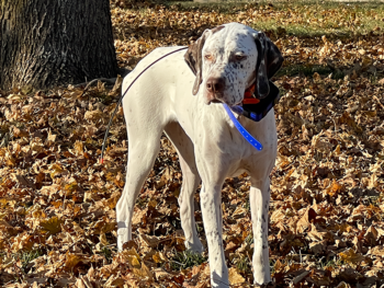 puppies Bourbonnais Pointing Dog for sale