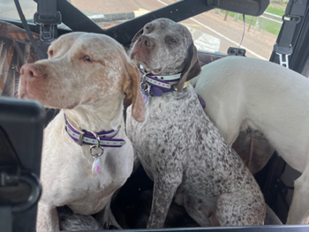 full blood french pointer hunting dogs for sale near me