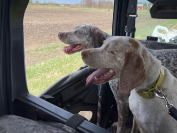 full blooded pointer hunting dogs for sale near me